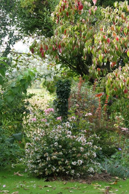 Acer platanoides Marit