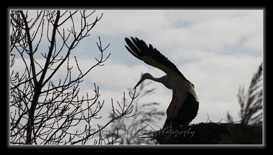 Envol d'une cigogne...