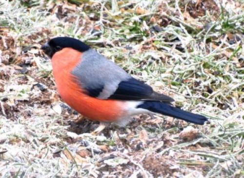 "Portraits d' oiseaux de Côte d'Or",  une conférence de la LPO à Laignes