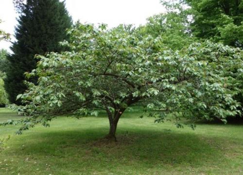 Arbre fruitier : Cerisier