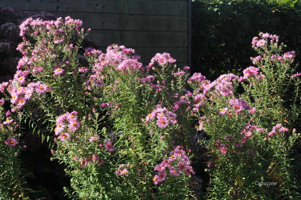 Feu d'artifice d'automne : Balsamines et Asters