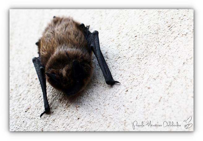 Pipistrelle commune