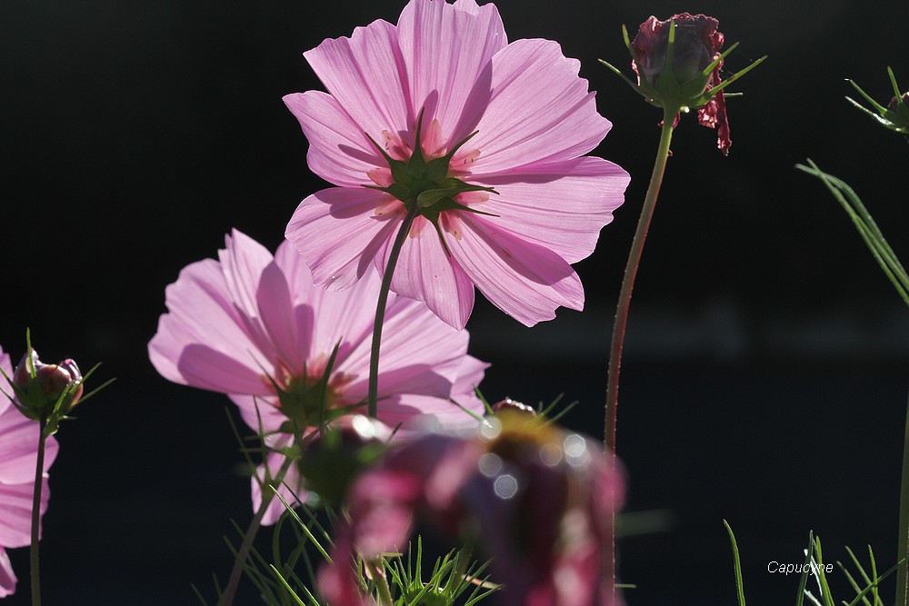 Feu d'artifice d'automne : les cosmos