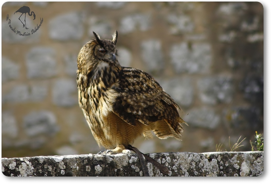 Hibou grand Duc...