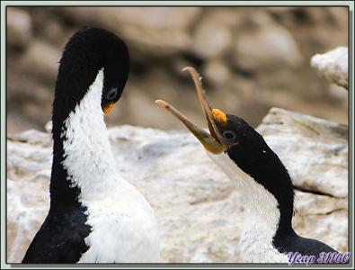 Cormorans impériaux (Leucocarbo atriceps) - New Island - Falkland Islands, Iles Malouines, Islas Malvinas