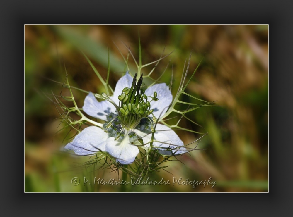 Nigelles de Damas...