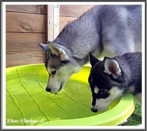 La vie à deux... Huskys (16 mai 2016)