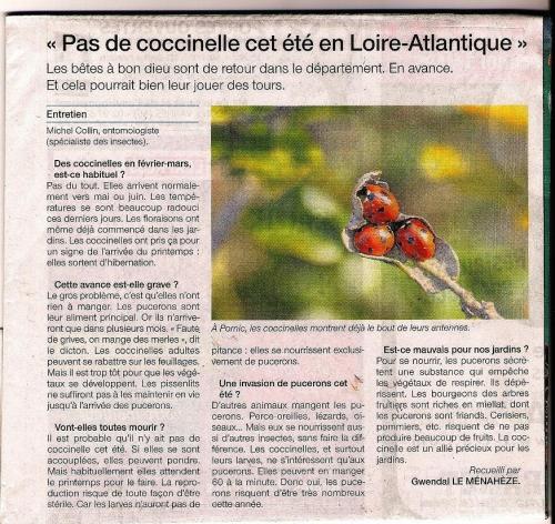 Les coccinelles  pointent leurs antennes 