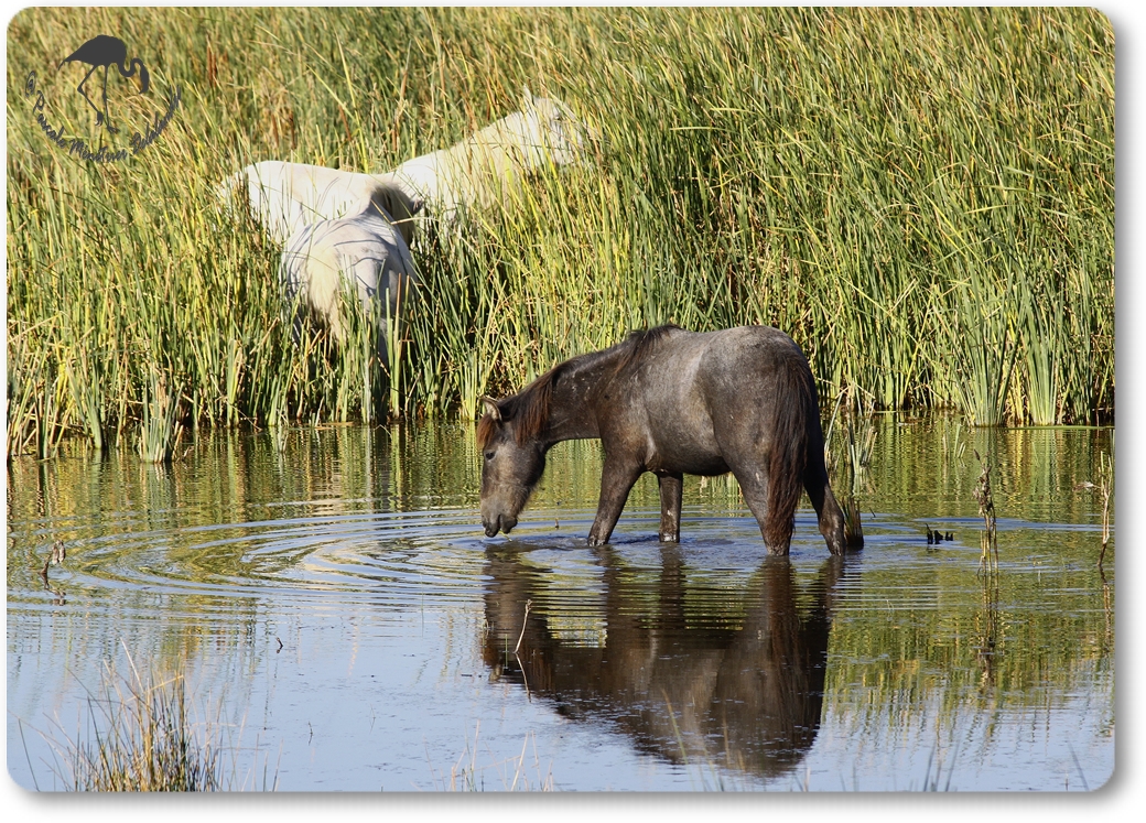 En Camargue...