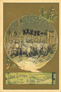 Loups de Sibérie (Canis lupus albus)
