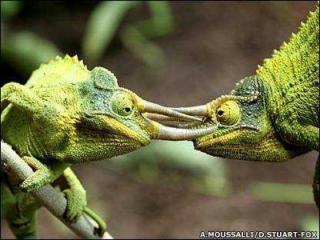 Caméléons, drôles de bestioles (3)