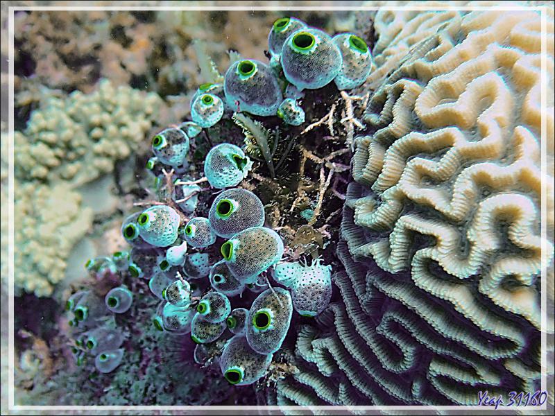 Petite ascidie-urne, Small urn-ascidian (Atriolum robustum) - Spot Sugar Man - Tsarabanjina - Mitsio - Madagascar