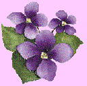 violette