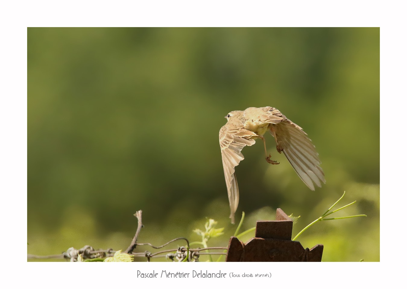 Pipit rousseline