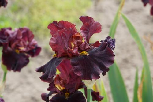 Les iris de Bourdillon