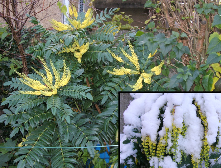 Mahonia
