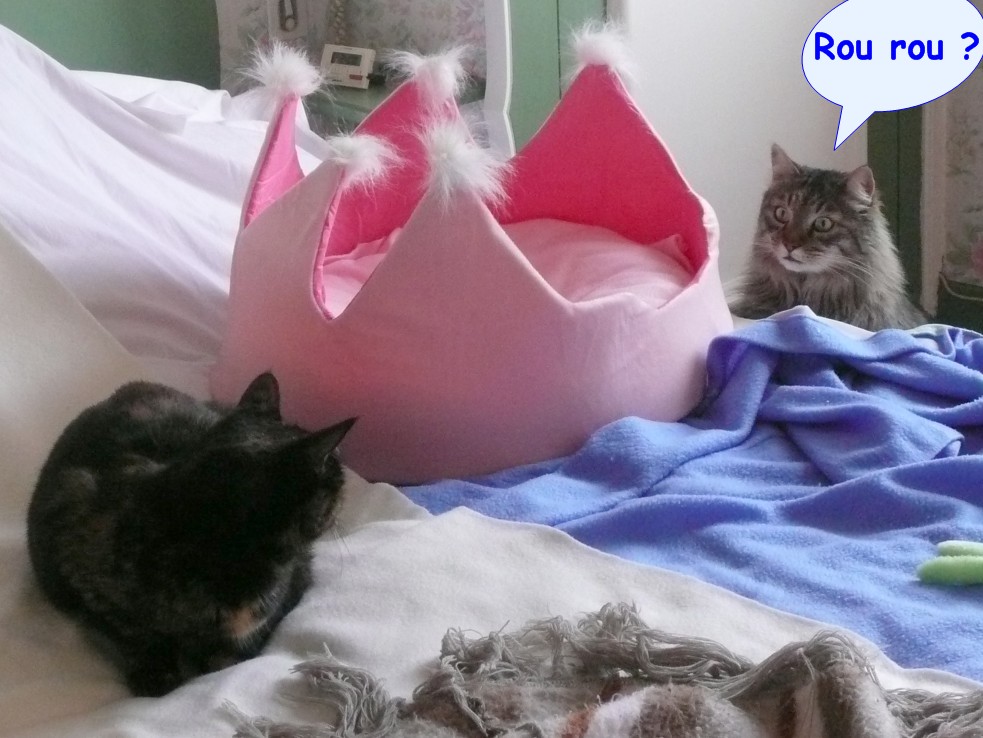 Saint valentin et chats 2014