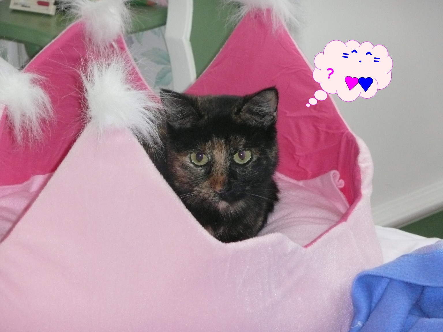 Saint valentin et chats 2014
