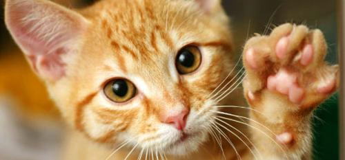 Roudoudou le chat roux