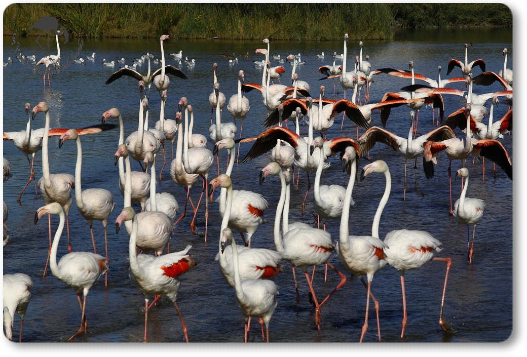 Les Flamants roses accourent...