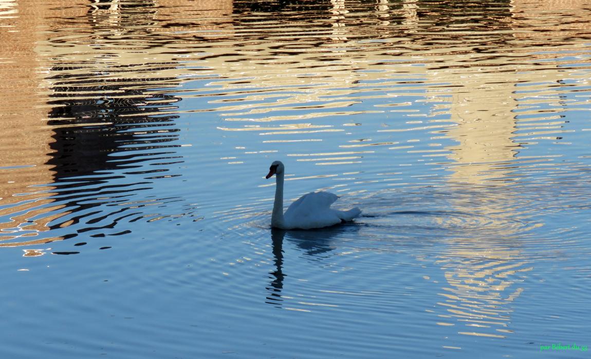 Cygne et reflets