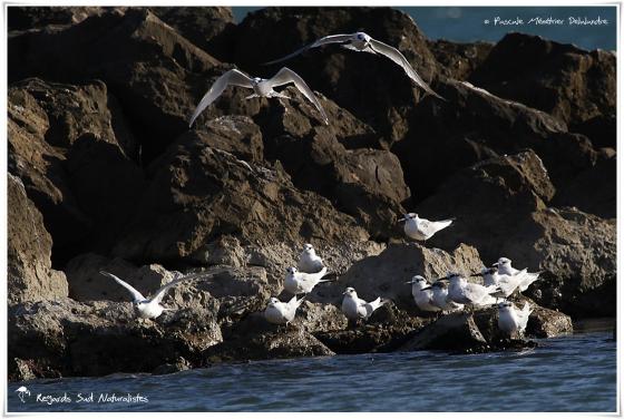 Sterne caugek - Thalasseus sandvicensis - Sandwich Tern