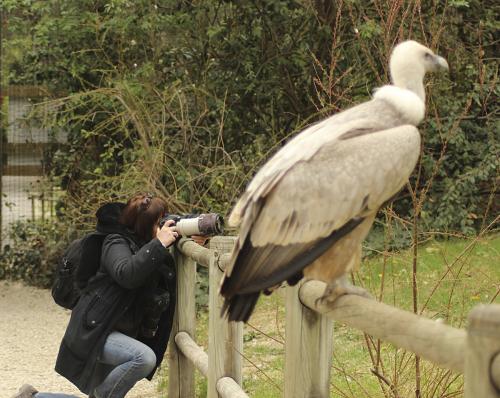 Portraits de Vautour africain - Gyps africanus - White-backed Vulture