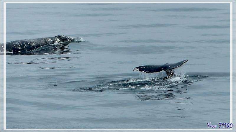 Lors de notre navigation entre Smoking Hills et Herschel Island (Yukon), nous rencontrons une rare baleine grise, Grey whale (Eschrichtius robustus) accompagnée de son baleineau - Canada