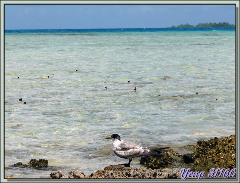 La sterne huppée et les bébés requins - Lagon Bleu - Rangiroa - Tuamotu - Polynésie française