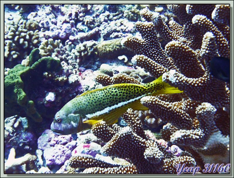 Gaterin tacheté ou diagramme moucheté, Blackspotted sweetlips (Plectorhinchus gaterinus) - Passe d'Avatoru - Atoll de Rangiroa - Tuamotu - Polynésie française