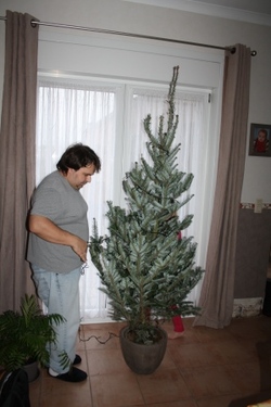 Sapin de Noël....et futur nouvel arbre dans notre jardin