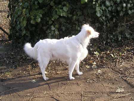 Chien et chat