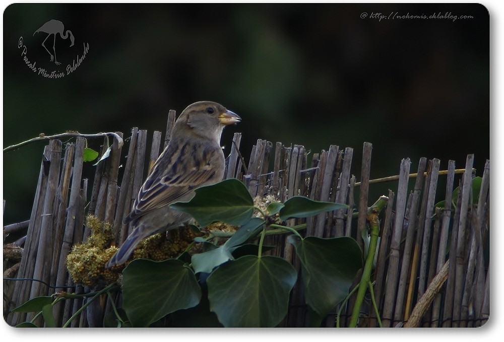 Couple de Passer domesticus- Moineaux domestiques...