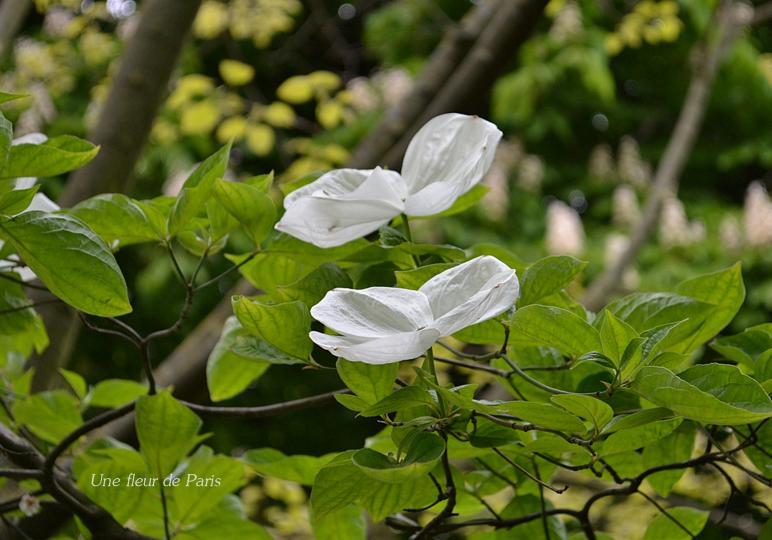 Jardin du Luxembourg : L'Exochorda x macrantha "The Bride"