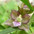 Index illustré orchidées
