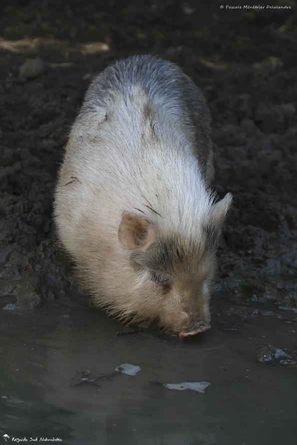 Cochon domestique croisé Cochon asiatique (arrières grands parents)