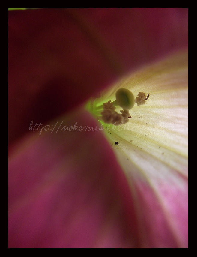 Tranches de vie d'un Australian Shepherd