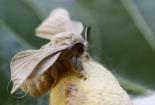 Bombycidae