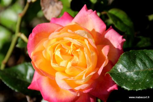 Lundi 21 au Dimanche 27.09 + Bonus