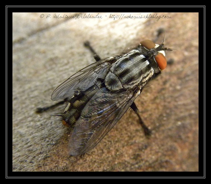 Madame Mouche m'a offert sa séance de toilettage