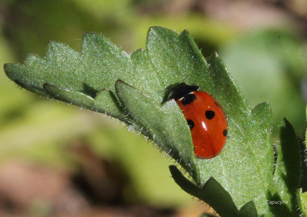 "Pas un temps de coccinelle !"