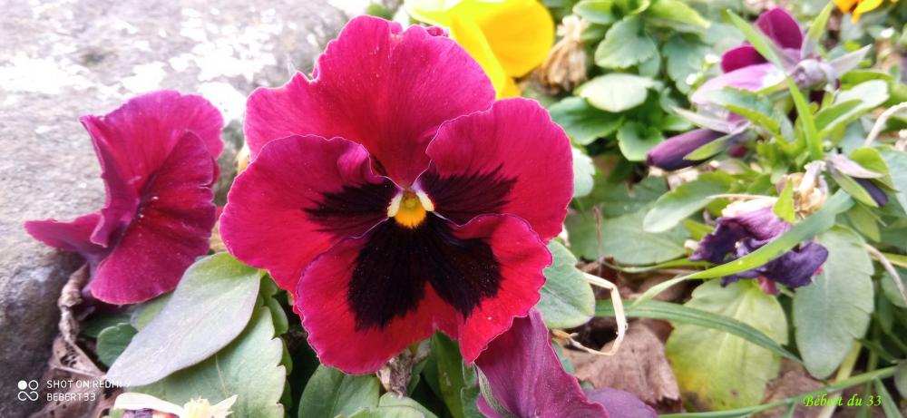 les fleurs du moment