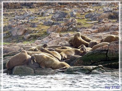 Morse, Walrus, Aiviq (Odobenus rosmarus rosmarus) - Philpots Island - Nunavut - Canad