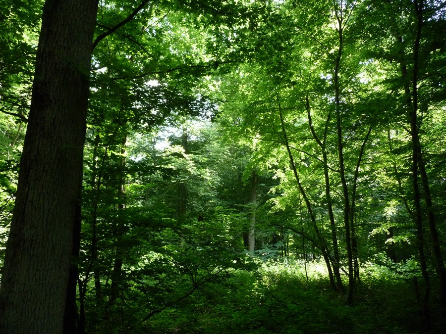A l'ombre de la Forêt Domaniale de Creuse