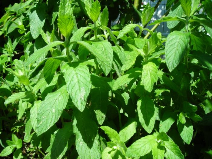 Plantes aromatiques 2ème partie