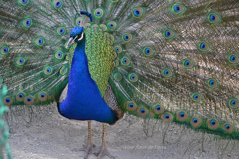 Parc Floral de Paris : La roue du Paon bleu