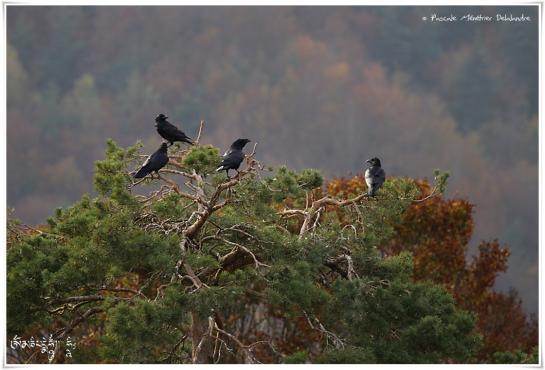 Grand Corbeau - Corvus corax - Northern Raven