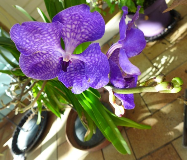 vanda2014 10 05