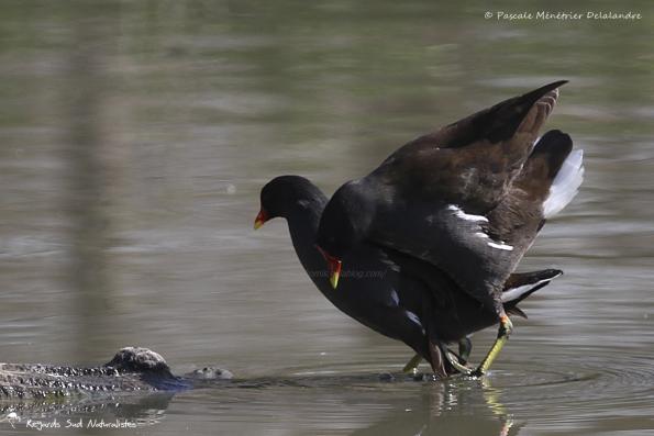 Accouplement de Gallinules poules-d'eau
