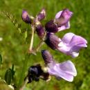 Vicia sepium
